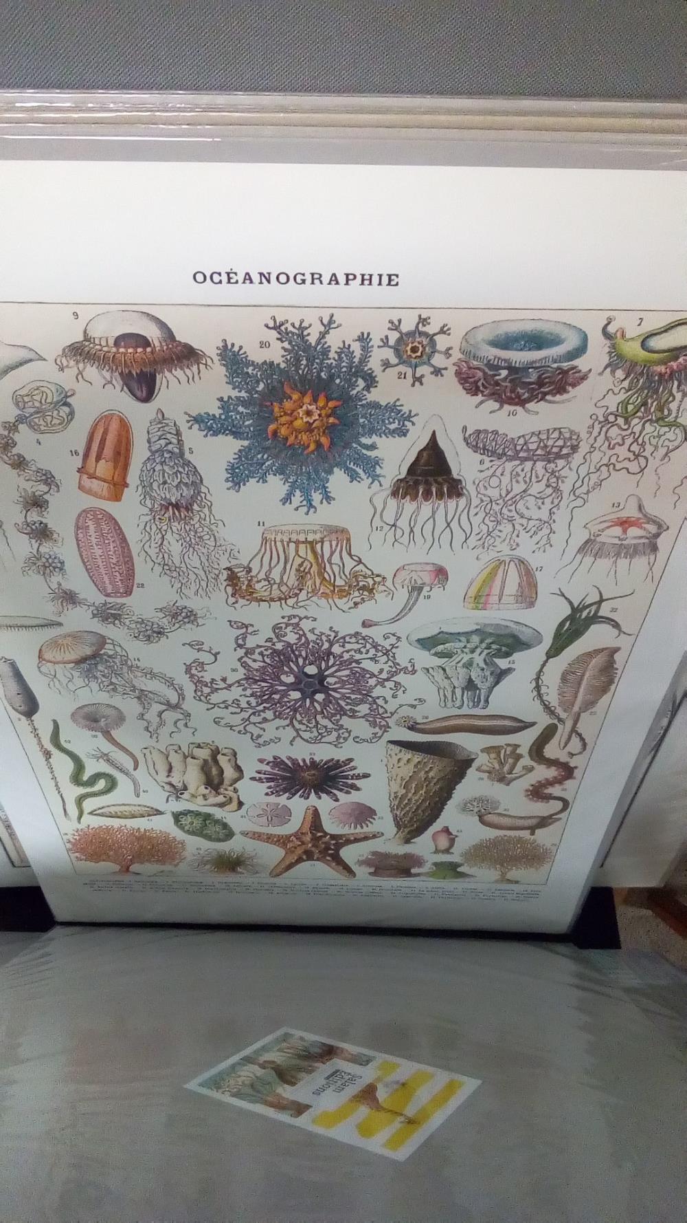 REPRO OCEANOGRAPHIE (GM)