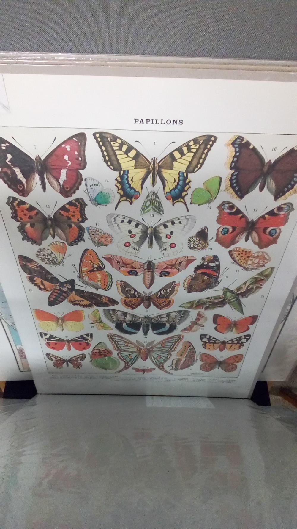 REPRO PAPILLONS 1 EUROPE (GM)