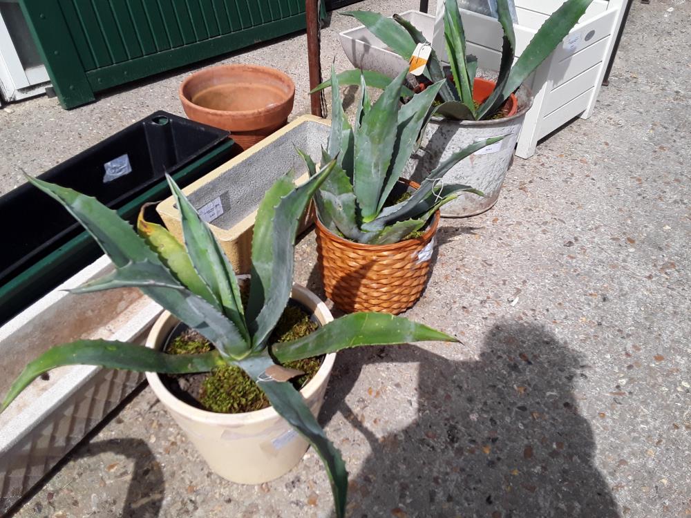 CACTUS DANS POT GM DIVERS