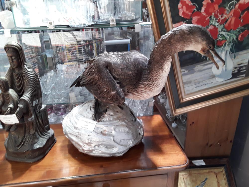 CORMORAN NATURALISE SUR SOCLE GRIS 