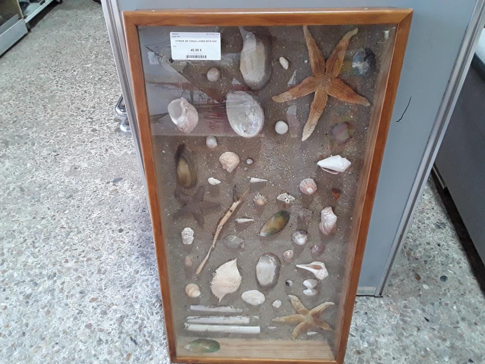 VITRINE DE COQUILLAGES BOIS NAT