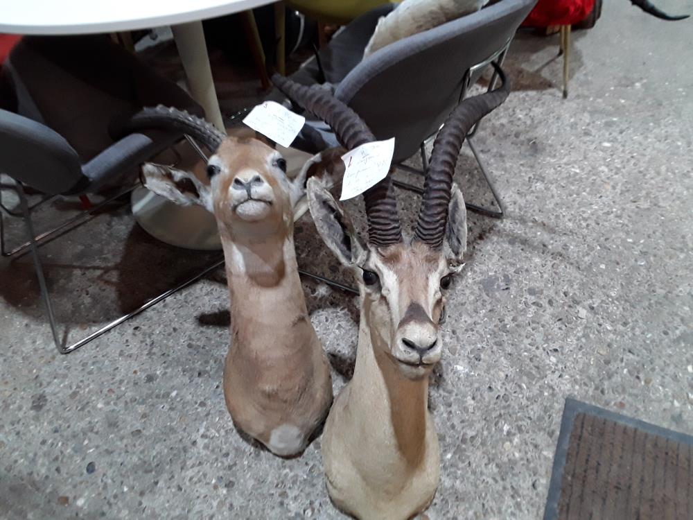 ANTILOPE D AFFRIQUE 80 OU 78CM