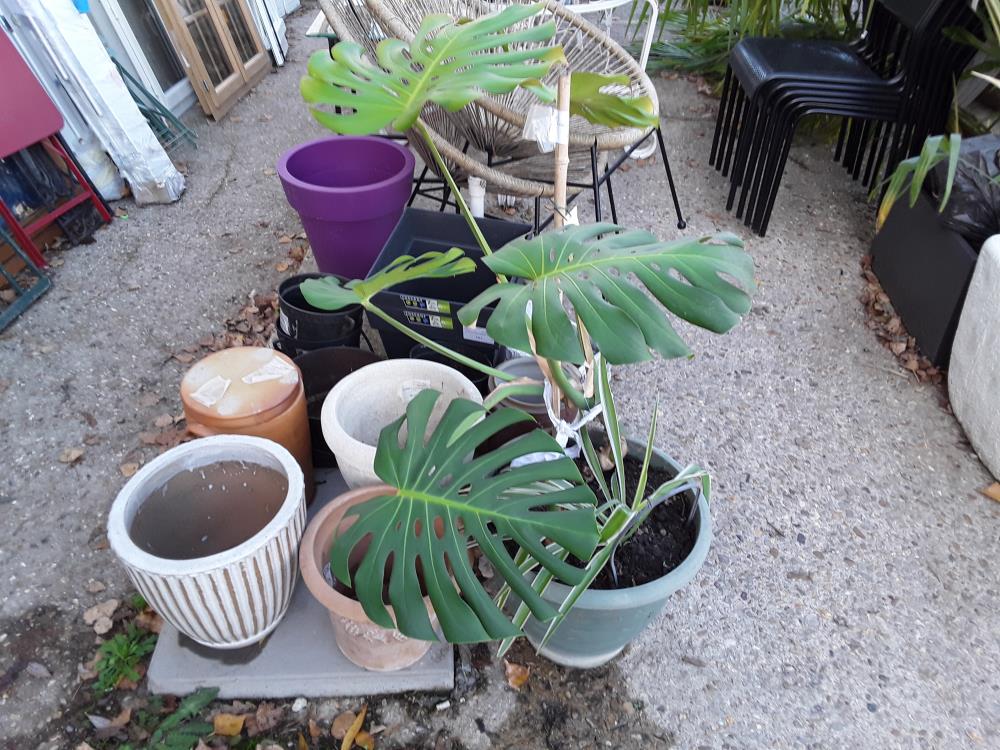PLANTE D INTERIEUR GROSES FEUILLES 
