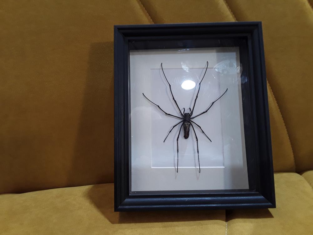 ARAIGNÉE NEPHILA PILIPES