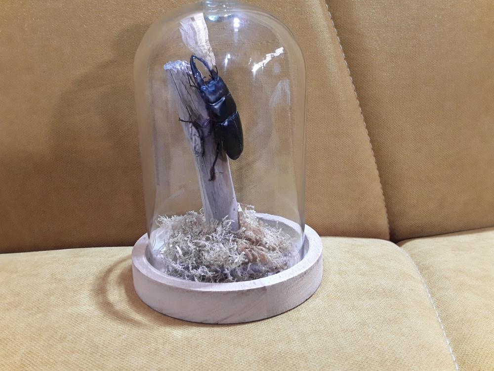 OBJET CURIOSITÉ SCARABÉE