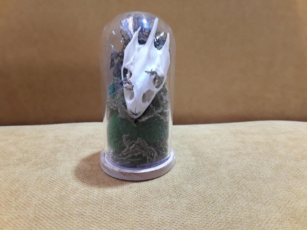 OBJET CURIOSITÉ CRANE 