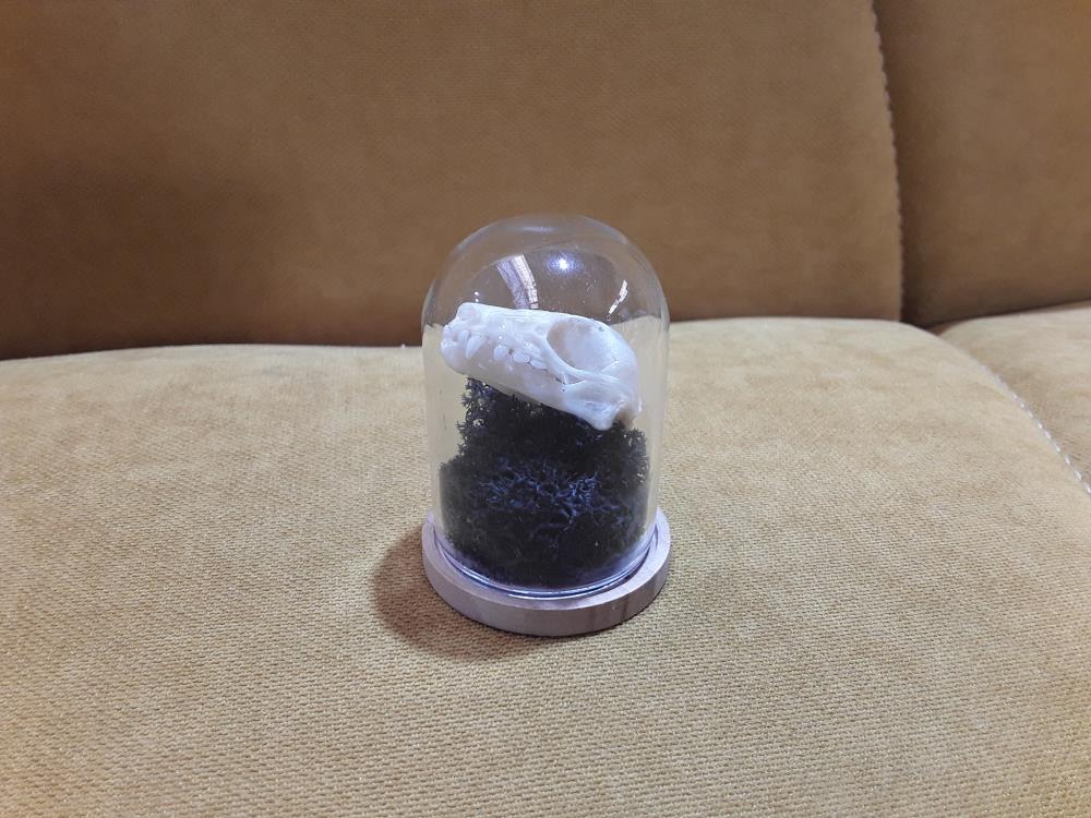 OBJET CURIOSITÉ CRANE 