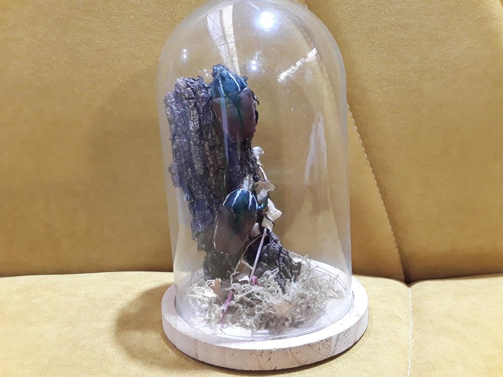 OBJET CURIOSITÉ SCARABÉE