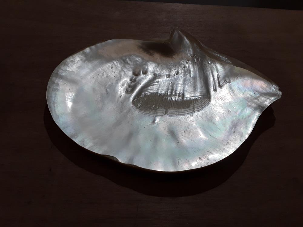 COQUILLAGE PLAT NACRE 