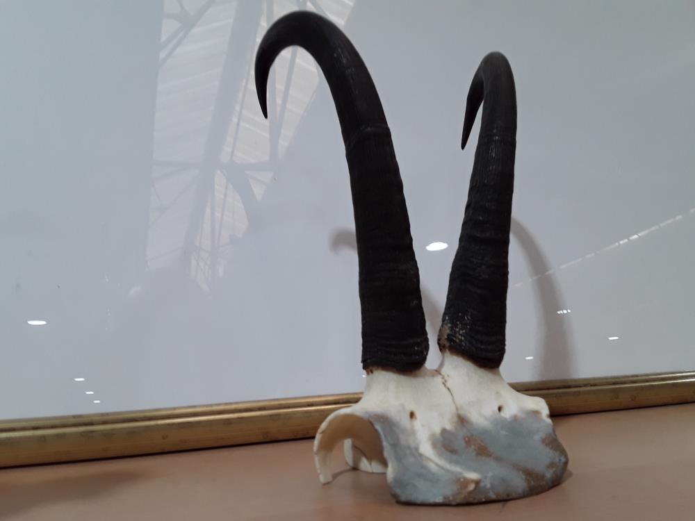 MASSACRE BOUQUETIN DES ALPES 