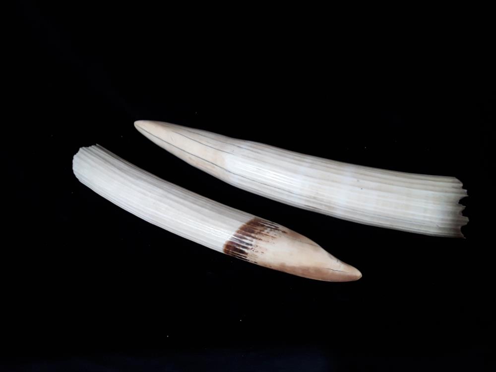 DÉFENSE D'HIPPOPOTAME EN IVOIRE DEBUT 2OEME 