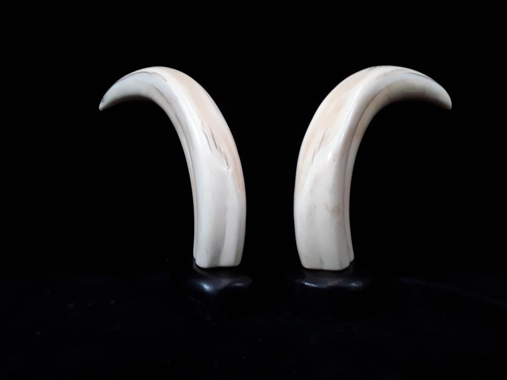 PAIRE DE DENTS DE FACOCHÈRE SUR PRÉSENTOIR  