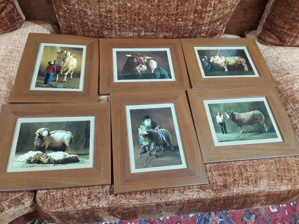 COLLECTION DE 6 CADRES BOEUFS