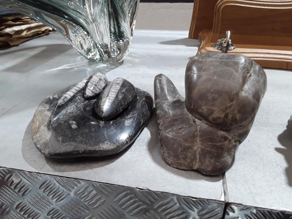 COLLECTION DE FOSSILES 