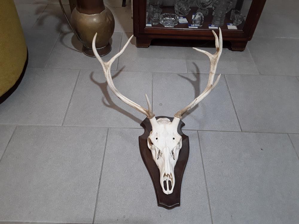 MASSACRE DE CERF 