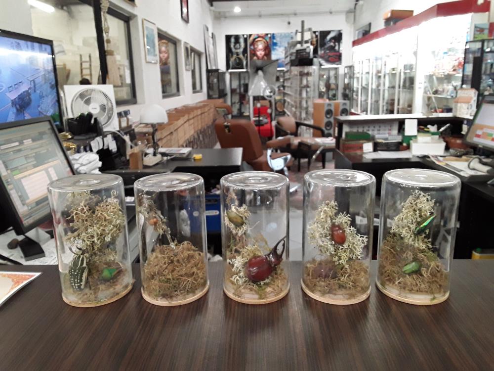 CURIOSITÉ SOUS VERRE À LA PIECE 