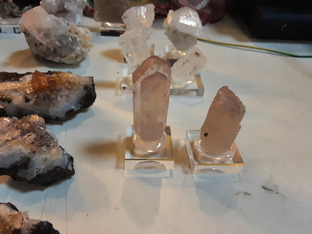 KUNZITE ROSE SUR PIED 