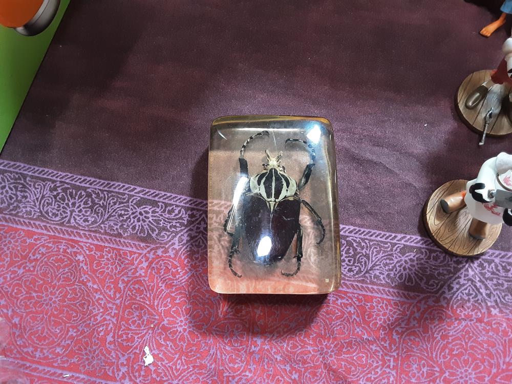 SCARABÉE GM 
