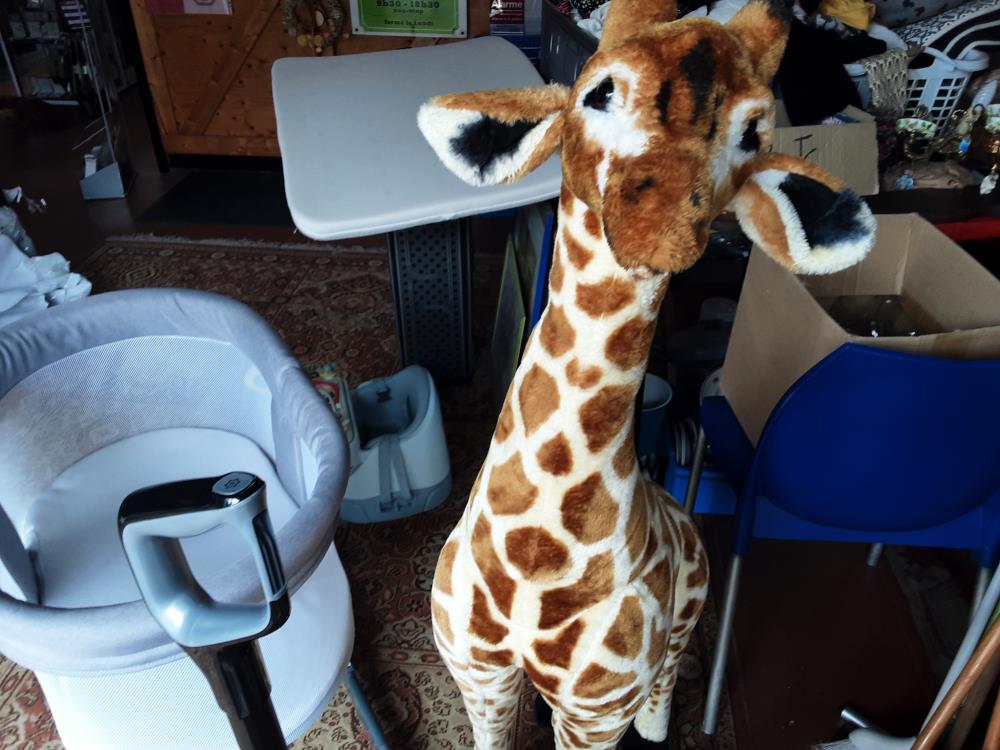 GIRAFE GM